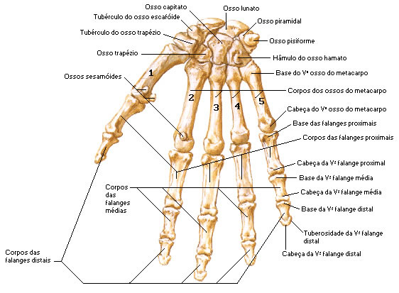 Mão - Vista Anterior