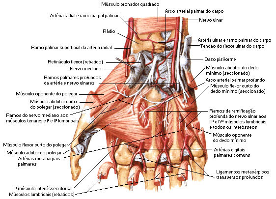 Músculos da Mão - Dissecação Profunda