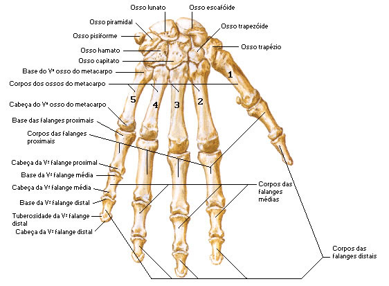 Mão - Vista Posterior