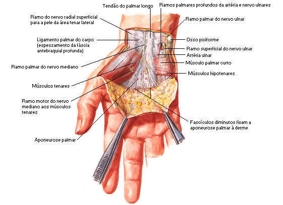 Músculos da Mão - Dissecação Superficial