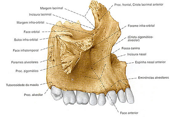Osso Maxila - Vista Lateral