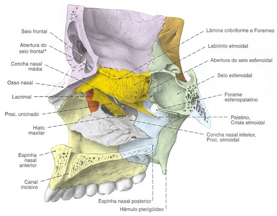Osso Maxila associada aos ossos da face