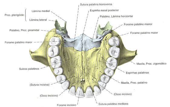 Osso Maxila e Palatino - Vista Inferior