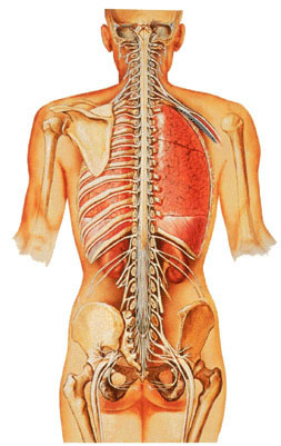 Medula Espinhal