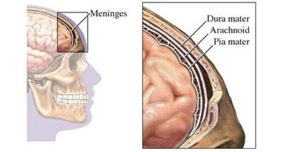 Calota Craniana e Meninges