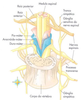 Envoltos da Medula Espinhal