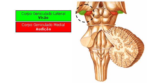 Corpo Geniculado Medial e Lateral