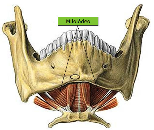 Músculo Miloioideo