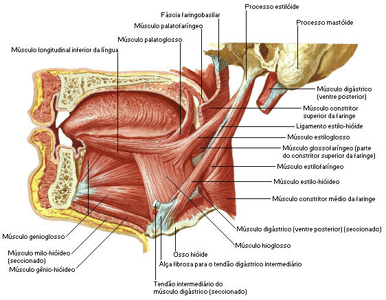 MÚSCULOS DA LÍNGUA
