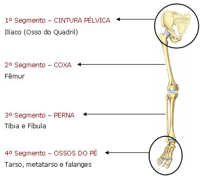 Membros Inferiores