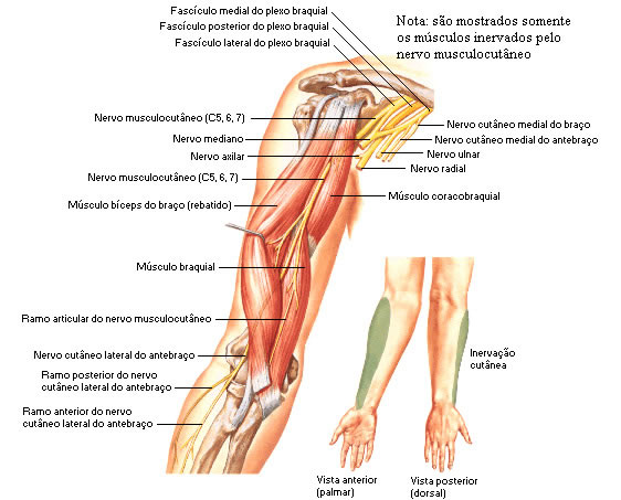 NERVO MUSCULOCUTÂNEO