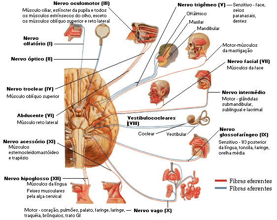 NERVOS CRANIANOS