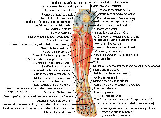 NERVO FIBULAR