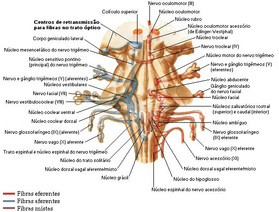 MESENCÉFALO - ESQUEMA DOS NÚCLEOS - TRONCO ENCEFÁLICO - VISTA POSTERIOR