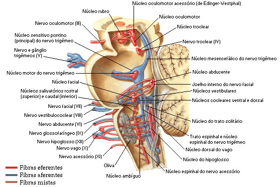 PONTE - ESQUEMA DOS NÚCLEOS DA PONTE - TRONCO ENCEFÁLICO - VISTA LATERAL