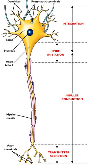 Tejido nervioso | Sistemas | Aula de Anatomia