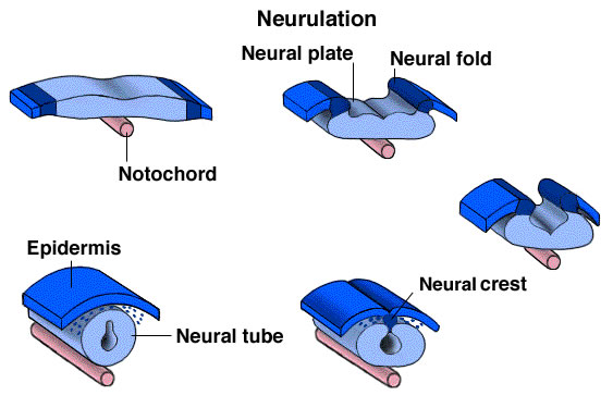 Formação do Sistema Nervoso