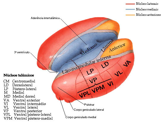 Núcleos do Tálamo