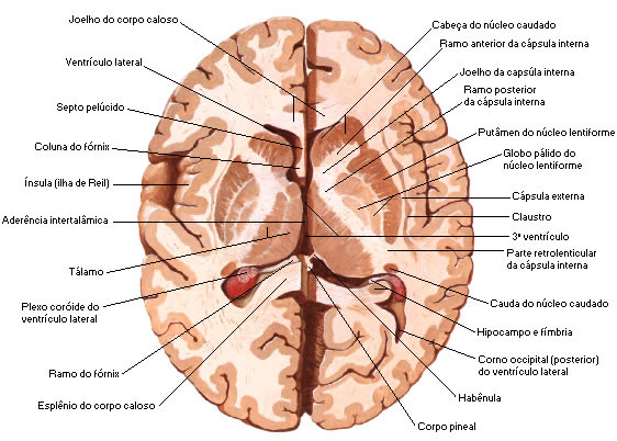 NÚCLEOS DA BASE - SECÇÃO TRANSVERSAL DO CÉREBRO