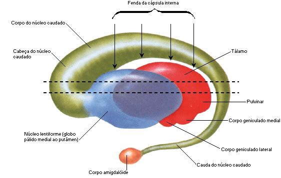 NÚCLEO CAUDADO, NÚCLEO LENTIFORME E CORPO AMIGDALOIDE