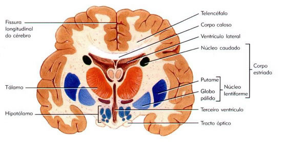 Núcleos da Base