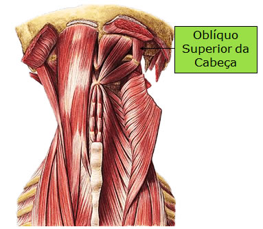 Músculo Oblíquo Superior da Cabeça