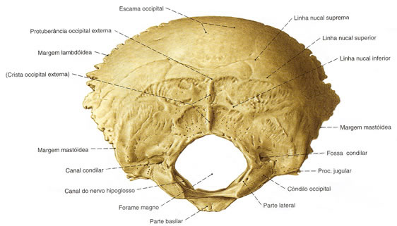 Osso Occipital - Vista Externa