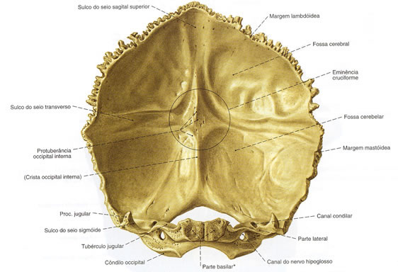 Osso Occipital - Vista Interna