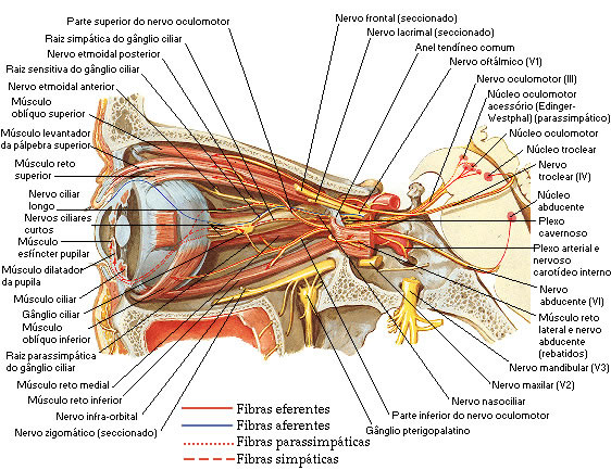 NERVO OCULOMOTOR, TROCLEAR E ABDUCENTE