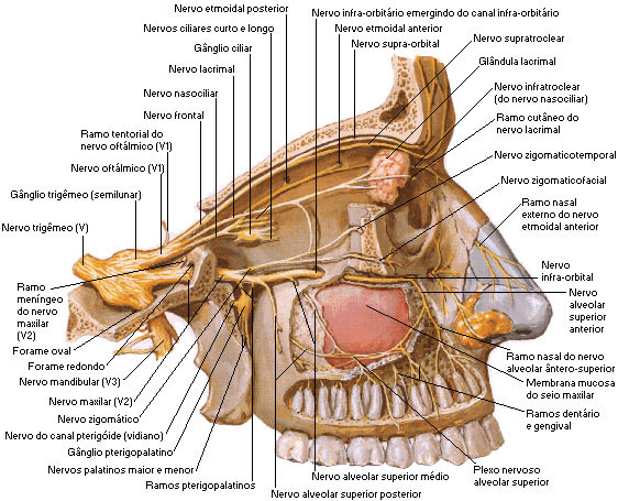 Nervo Trigêmio - Ramo Oftálmico e Maxilar