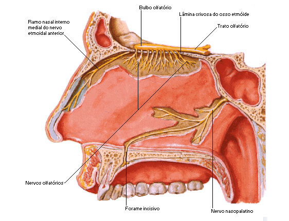 Nervo Olfatório 