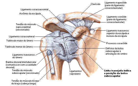Vista Anterior das Estruturas Articulares da Articulação do Ombro