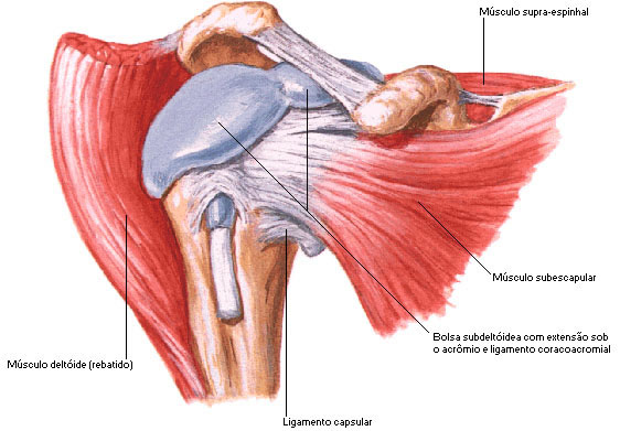 Vista Anterior das Estruturas Articulares da Articulação do Ombro