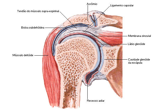 Secção Coronal do Ombro