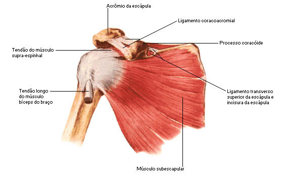 Músculos do Ombro - Vista Anterior