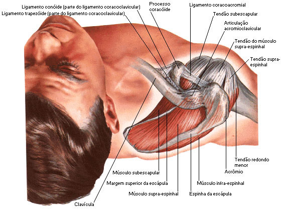 Músculos do Ombro - Vista Superior