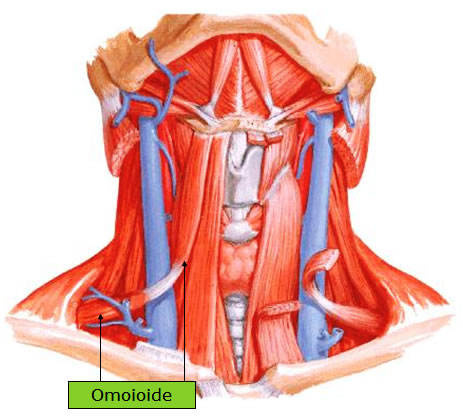 Músculo Omoiode