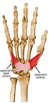 Músculo Oponente do Polegar
