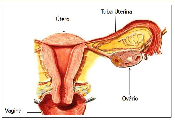 Sistema Reprodutor Feminino - Órgãos Internos