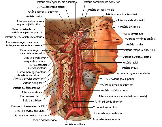 ARTÉRIAS CARÓTIDA INTERNA E VERTEBRAL