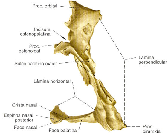 Osso Palatino - Vista Posterior