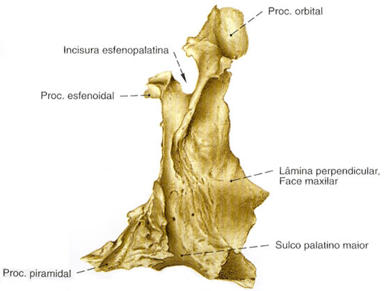 Osso Palatino - Vista Lateral