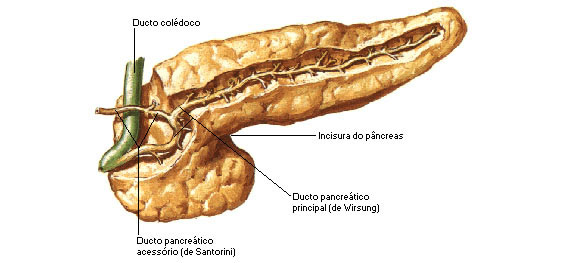 DUCTO COLÉDOCO E PANCREÁTICO