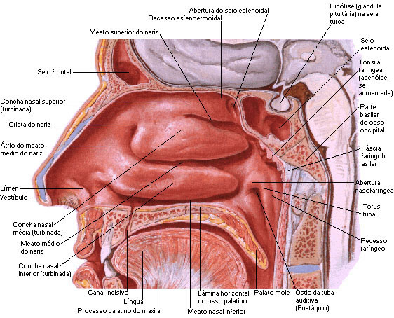 PAREDE LATERAL DO NARIZ