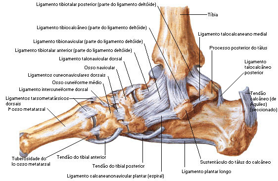 Vista Medial das Estruturas Articulares do Tornozelo