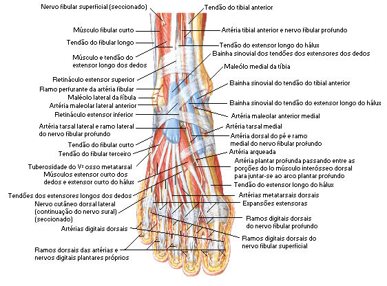 Músculos do Pé - Região Dorsal - Dissecação Superficial