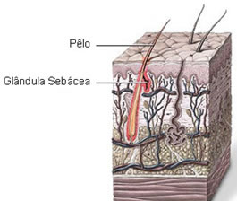 Glândulas Sebácea