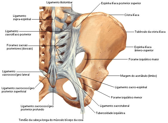 Articulação sacro-coccígea