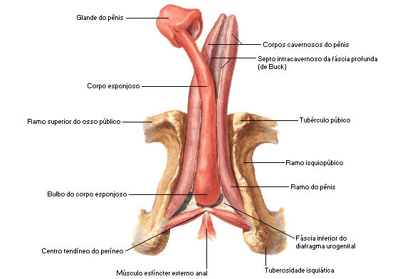 PÊNIS - CORPOS CAVERNOSOS E CORPO ESPONJOSO