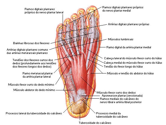 Músculos do Pé - Região Plantar - Primeira Camada